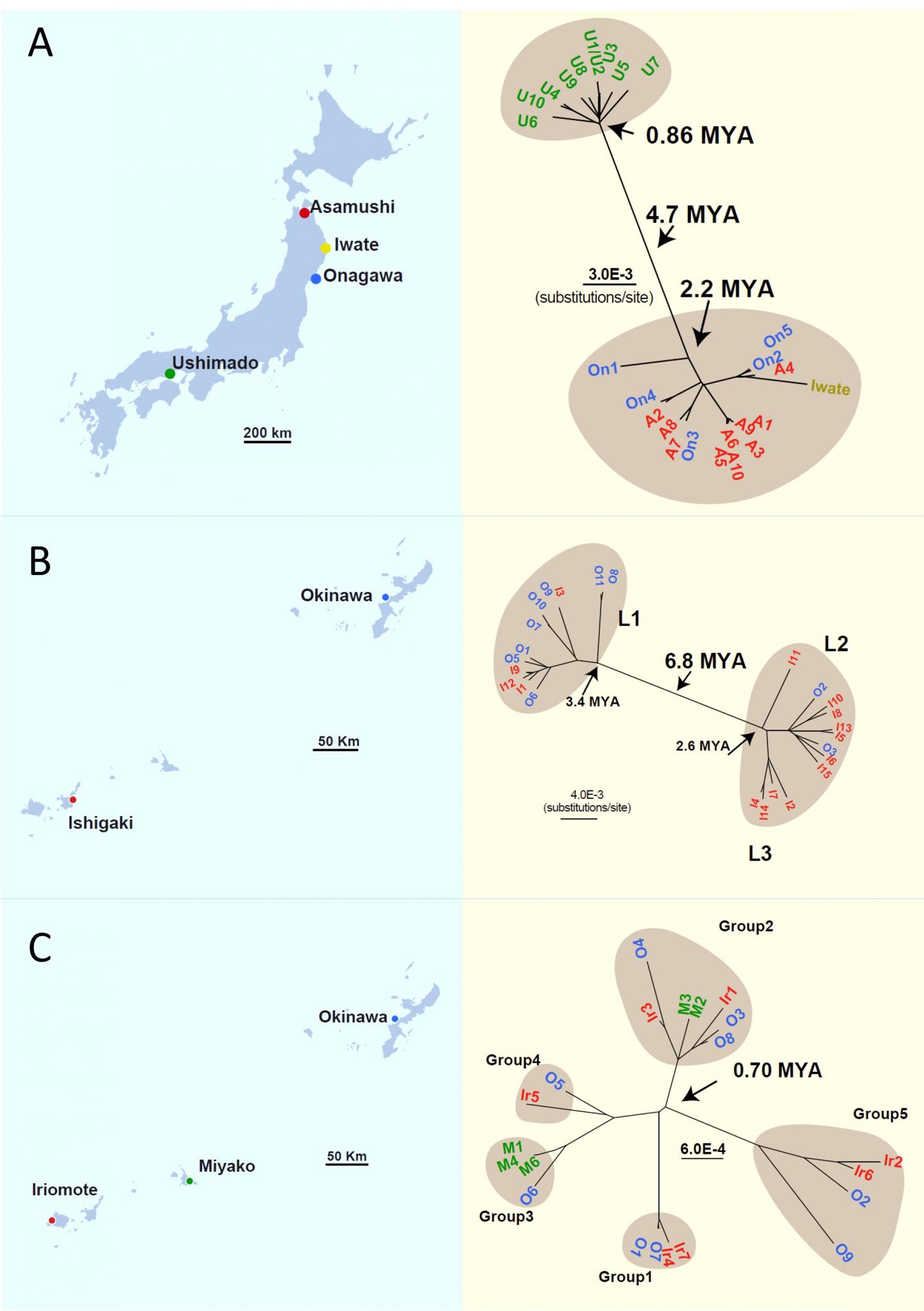 Collection Sites and Evolutionary Tree for Northern Pacific Sea Star, Blue Starfish and Crown-Of-Tho