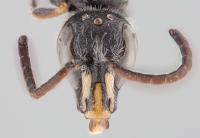 <em>Chilicola charizard</em> Polyester Bee (3 of 3)