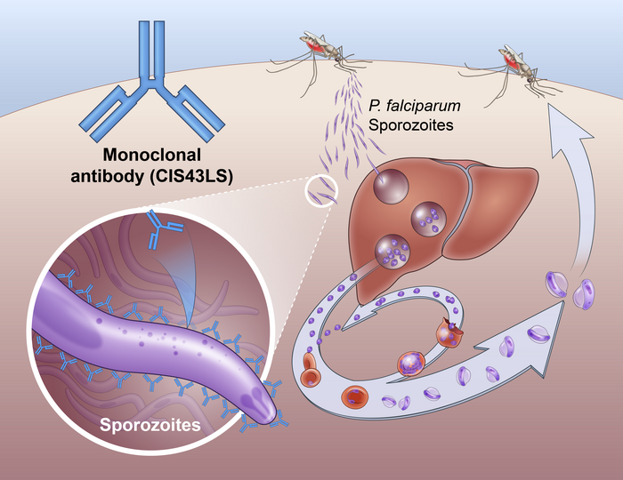 Interrupting the lifecycle of the Plasmodium falciparum parasite