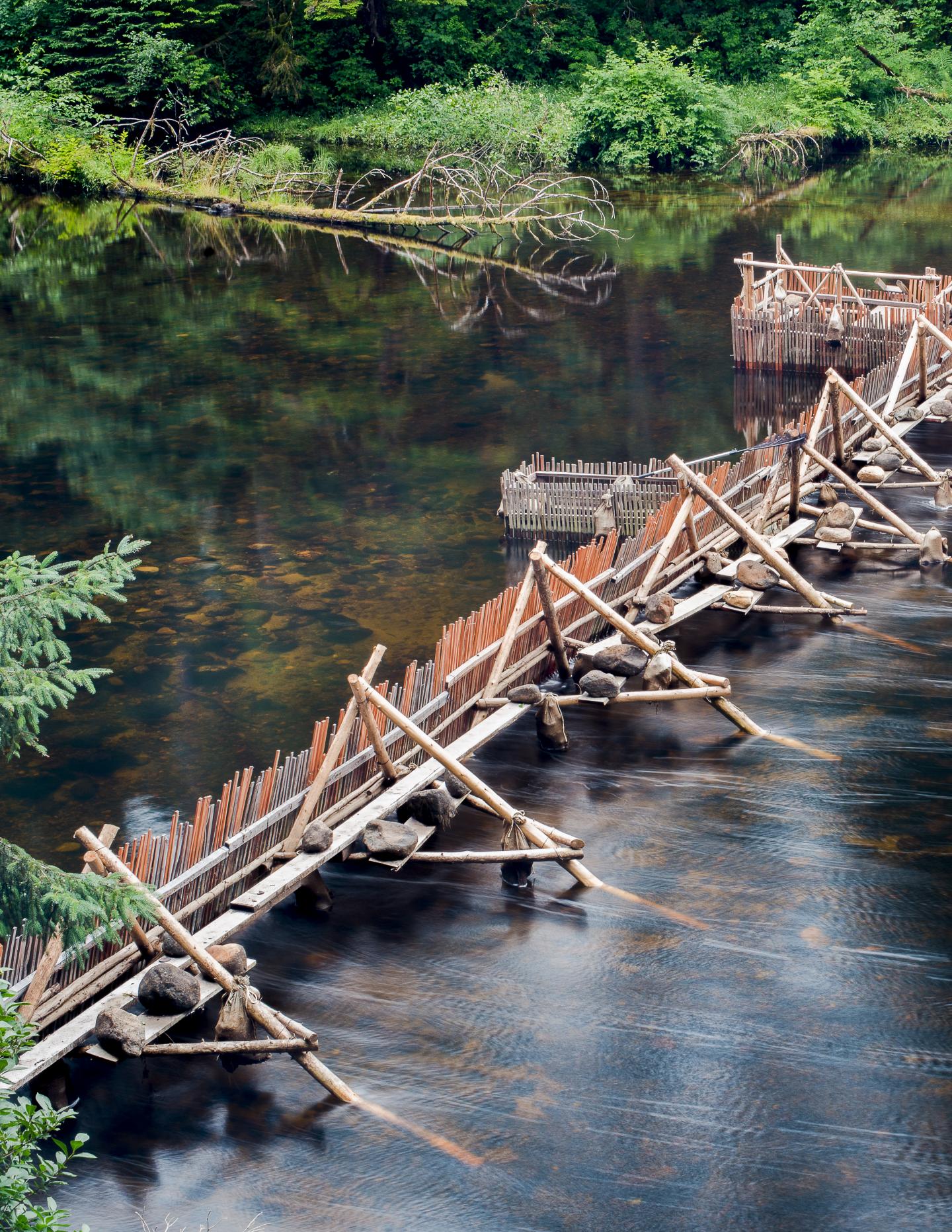 Fish Weir on the Koeye River, British Columbia