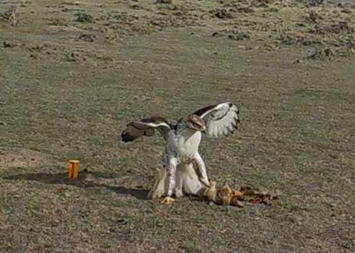 Ferruginous Hawk with Prairie Dog