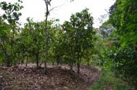Illegal Cocoa Farm, Dassioko Forest Reserve