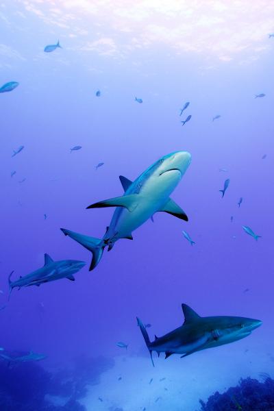 Caribbean Reef Shark