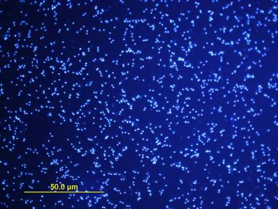 <i>Ostreococcus tauri</i>