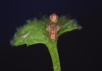 <i>Scaptomyza flava</i> Flies Mating on <i>Arabidopsis</i> Leaf