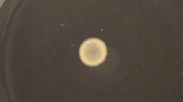 Evolution of the E. coli Colony Modified Using Synthetic Biology