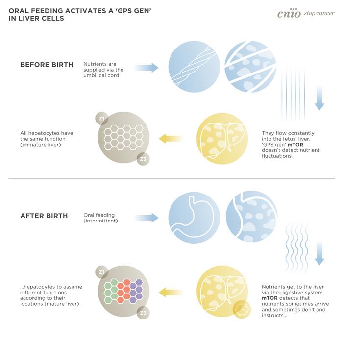 Oral feeding activates a ‘GPS gen’ in liver cells