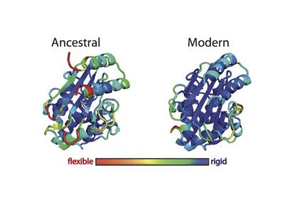 The 3-D Structures of Ancestral and Modern β-lactamases