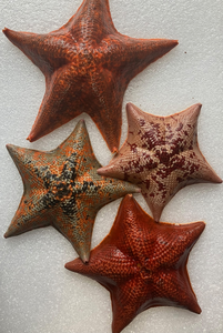 Sea stars (Patiria miniata)