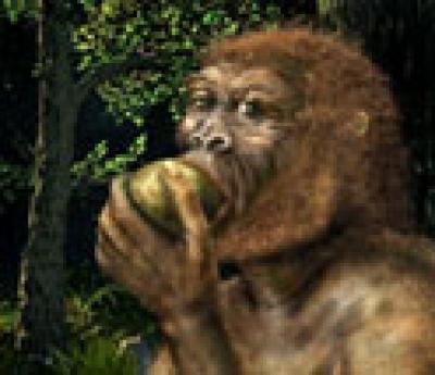 Ancient Nutcracker Man [IMAGE] | EurekAlert! Science News Releases