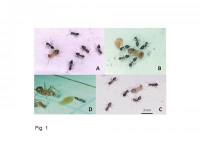 <I>Crematogaster striatula</I> Ants Capturing a Termite Worker
