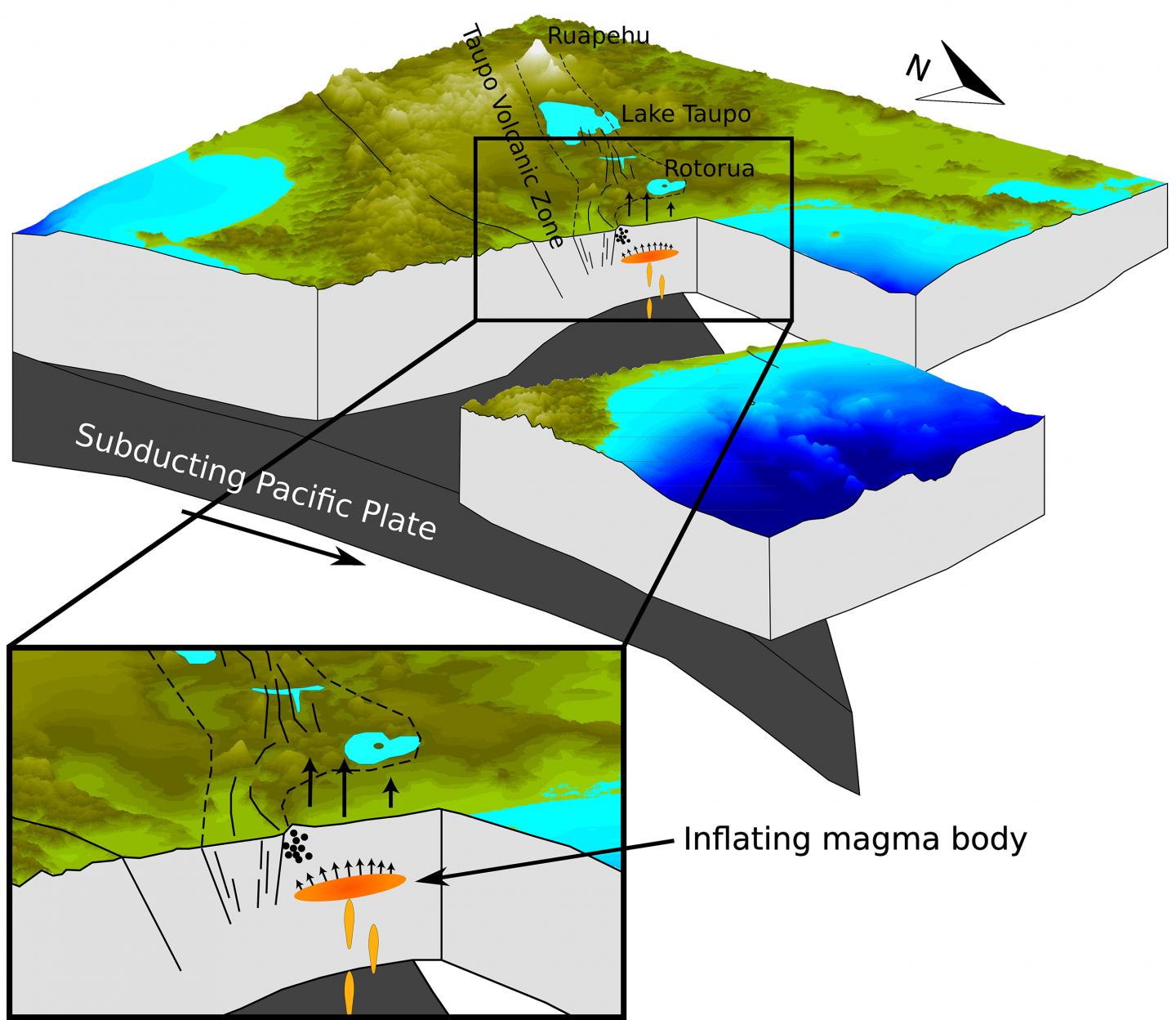 Birth of a Magma Chamber Beneath New Zealand