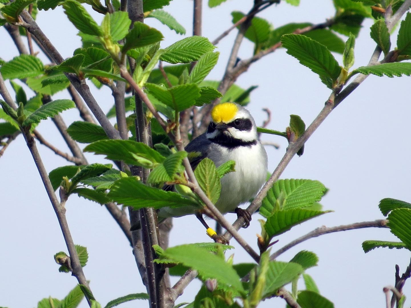 The Golden-Winged Warbler