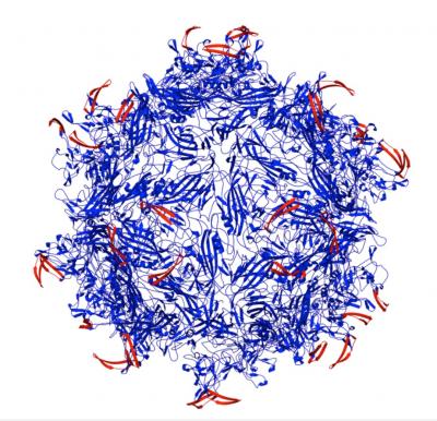 Adeno-Associated Virus Capsid