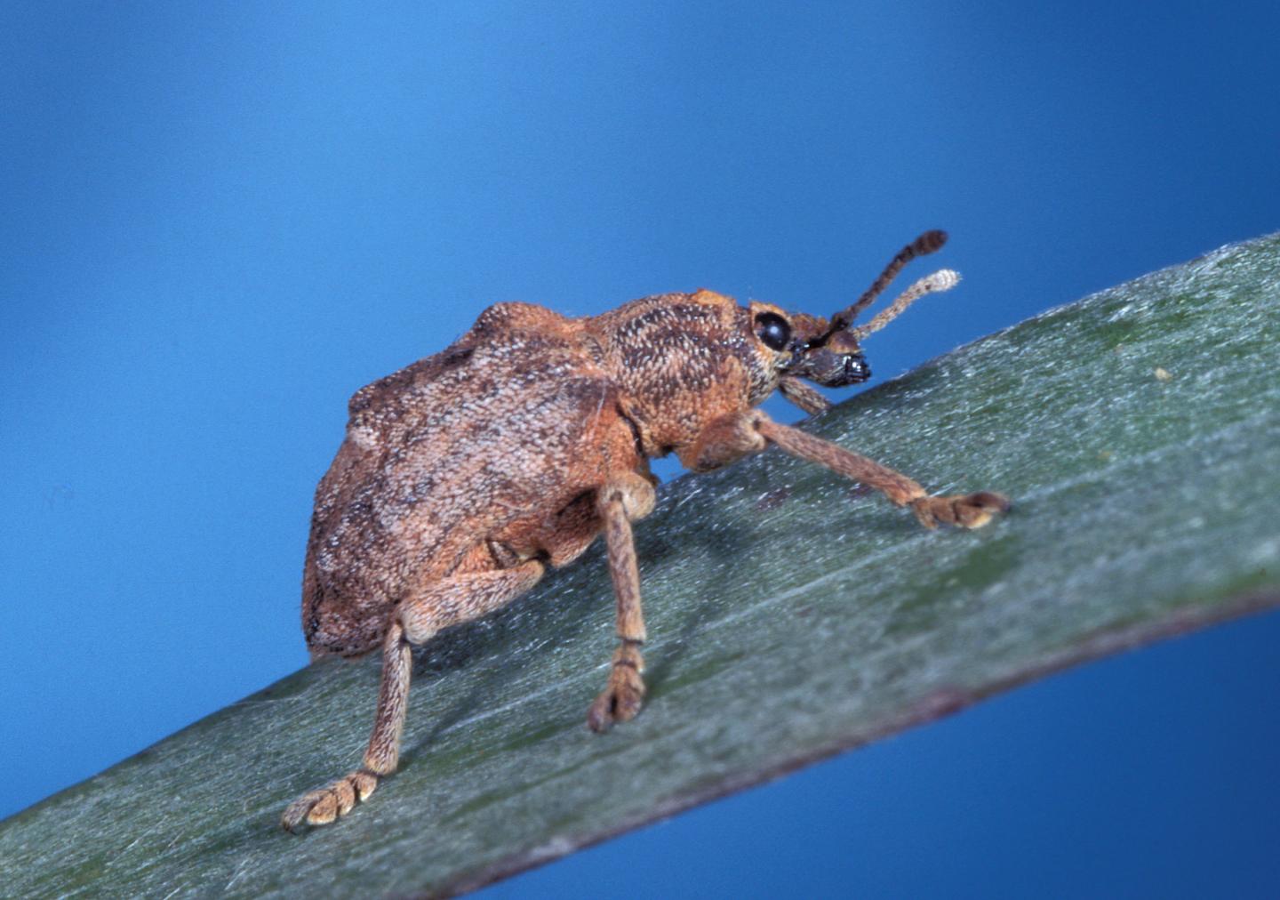 Weevil