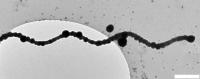 TEM image of Silica Templated Flagella