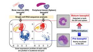 Transcriptomic analysis unravels a mysteries of rare immune cell