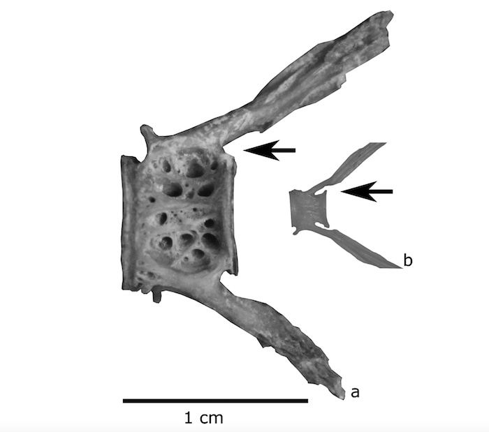 Atlantic vs. Pacific cod bones [IMAGE] EurekAlert! Science News Releases