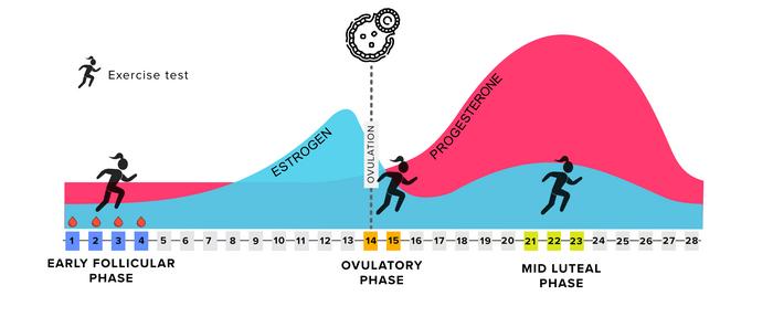 Tested during three phases of the menstrual cycle