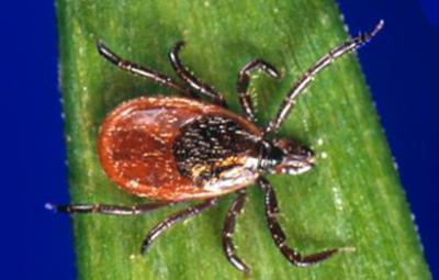 The Blacklegged Tick