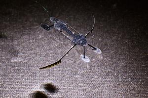 Mini-robots modeled on insects may be smalles - Vimarsana News