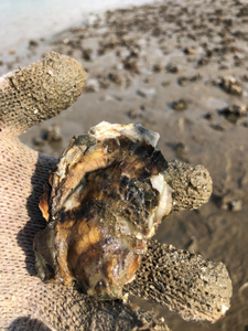 Oysters on restored reefs