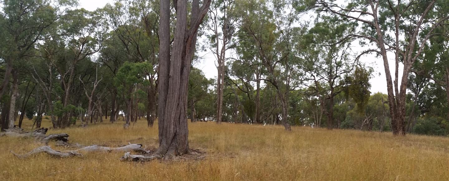 <em>E. melliodora</em> Woodland