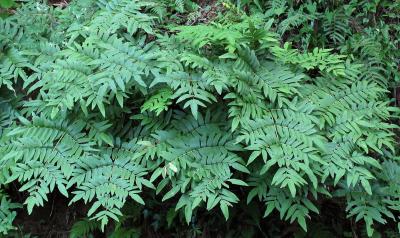 Study Indicates Royal Ferns Are 'Living Fossils' (9 of 10)