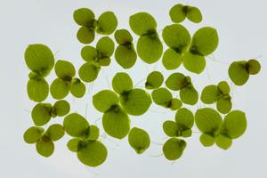 Greater duckweed