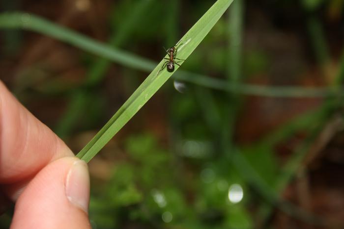 zombie ant on blade of grass