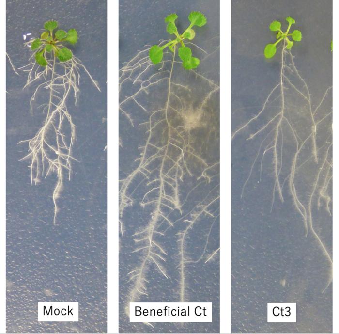 The effect of Colletotrichum tofieldae (Ct) on roots.