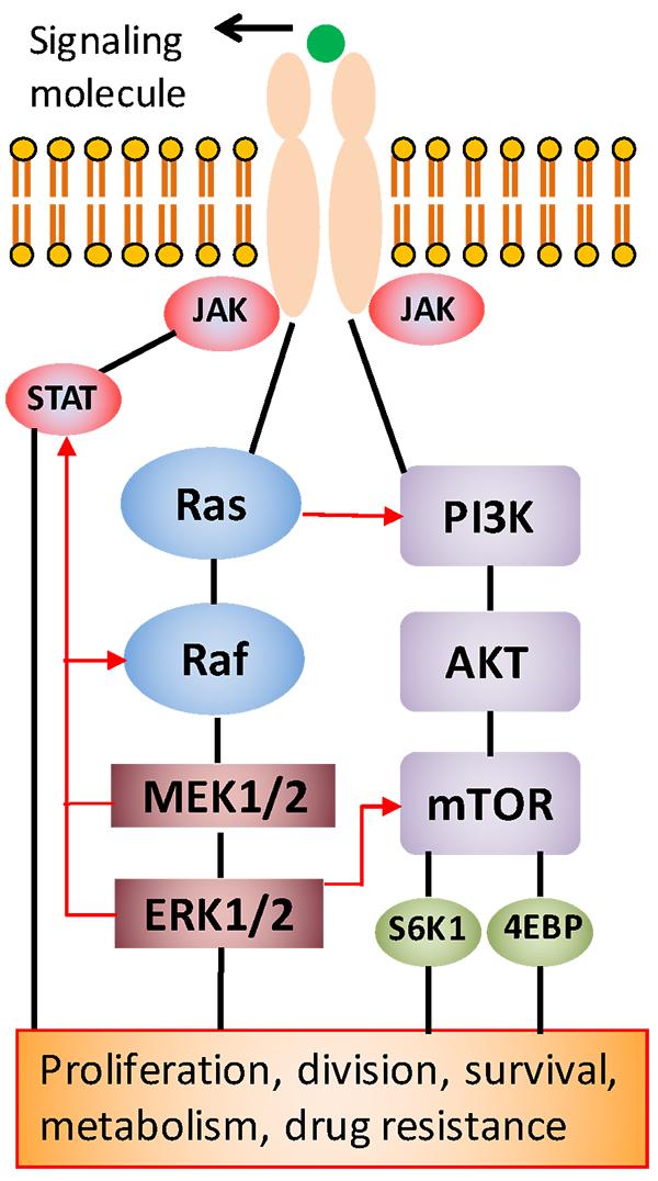 Effect of Signaling Molecule