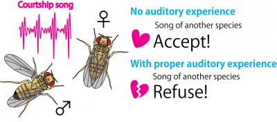 Early Auditory Experience Controls the Mating Decisions of Female Flies in Courtship