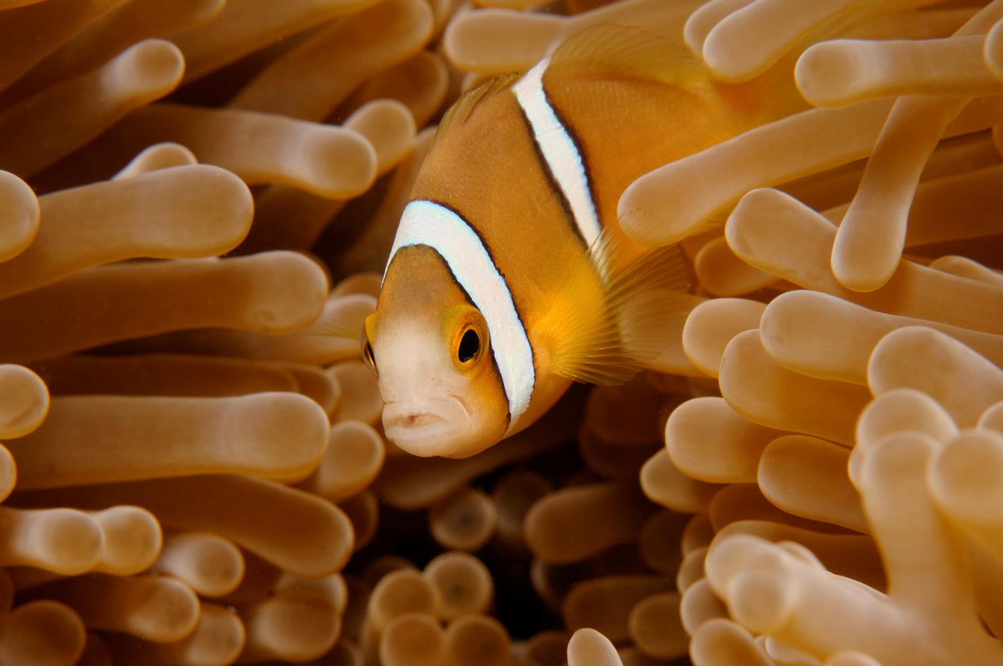 Artificial Lighting Harming Young Clownfish