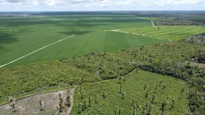 Brazil Can Grow More Soybeans Without Deforesting Amazon
