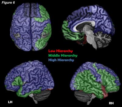 Hierarchy of the Human Cortex