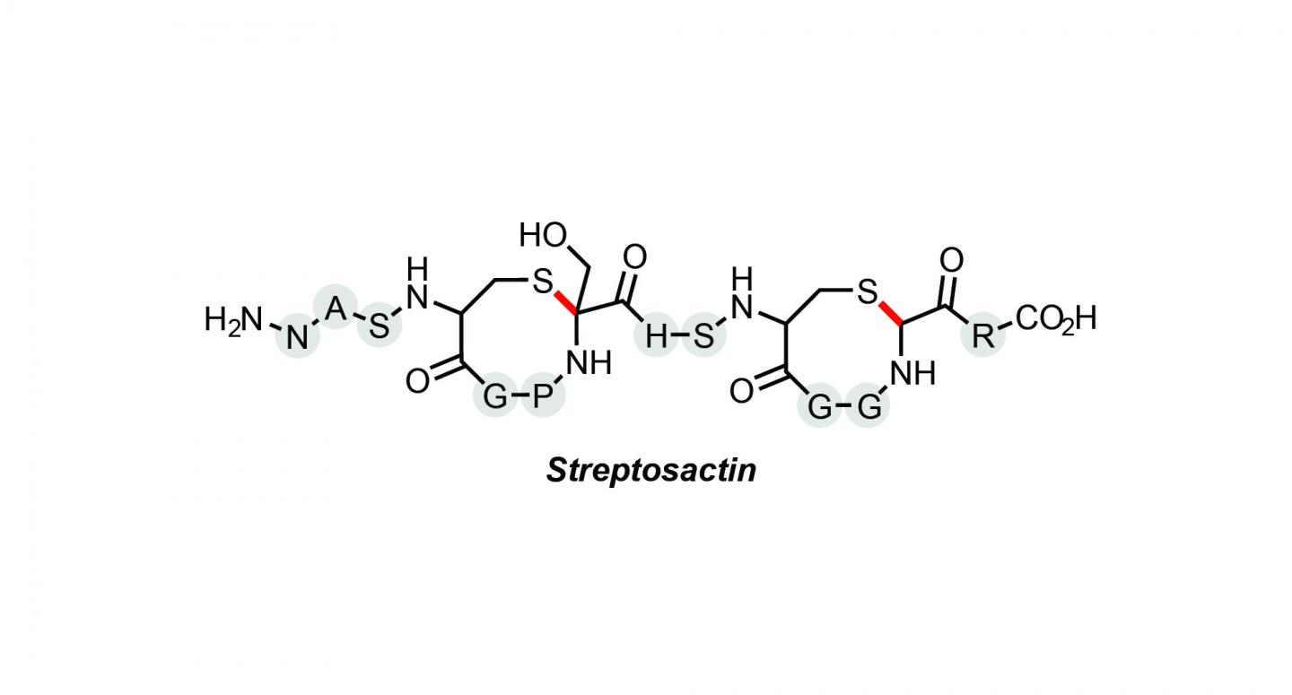 Princeton Lab Discovers Streptosactin