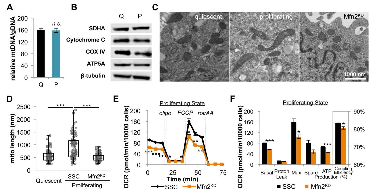 Mitochondria in Various States