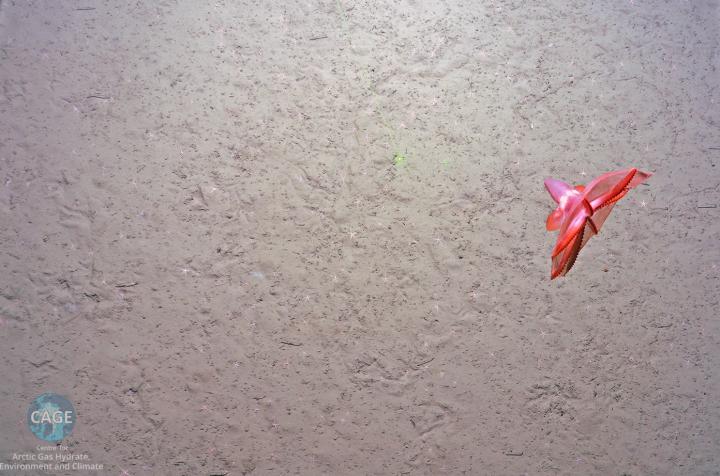 Deep Arctic Ocean Methane Seeps 1