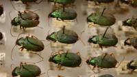 Warming Climate Shrinks B.C. Beetles