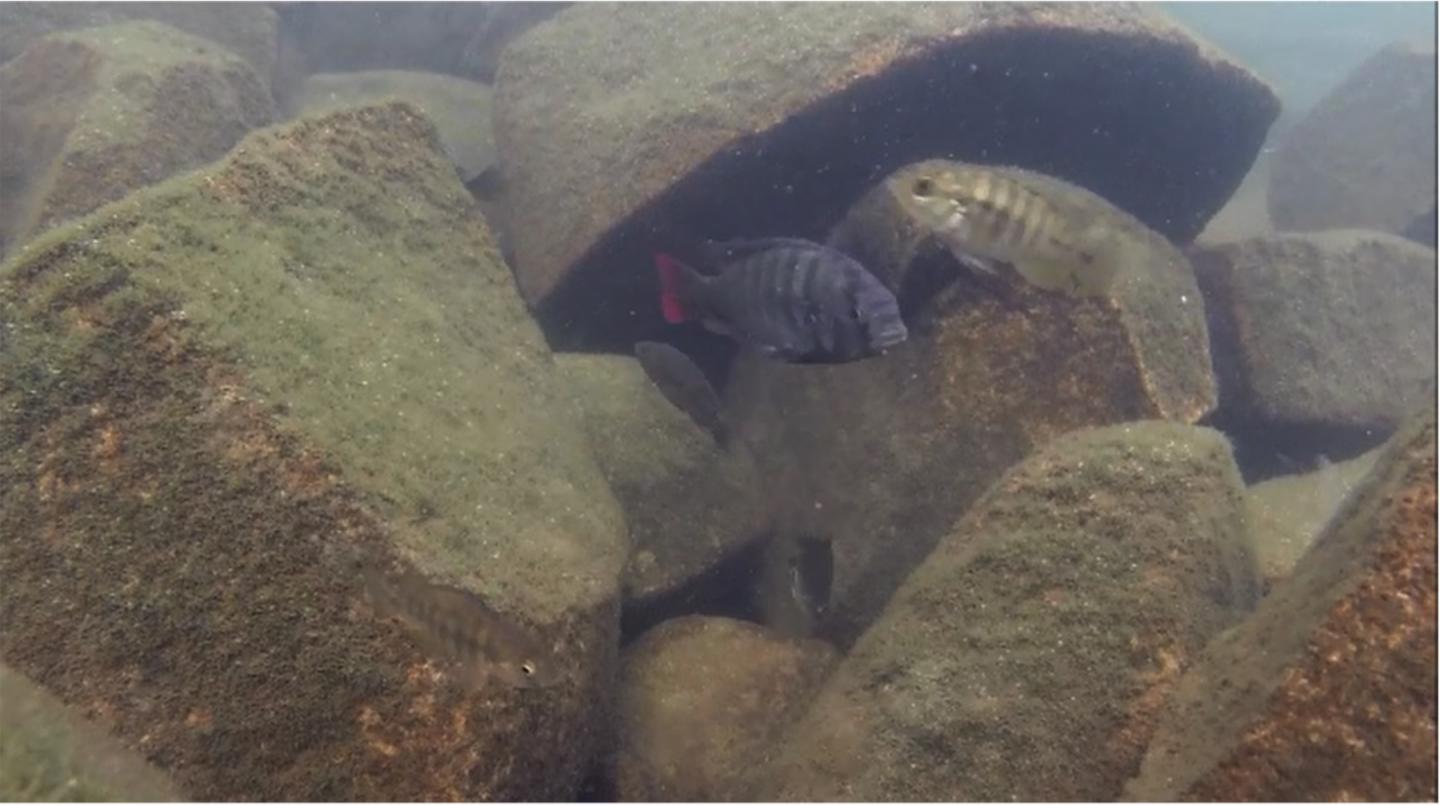 Lake Victoria Cichlids