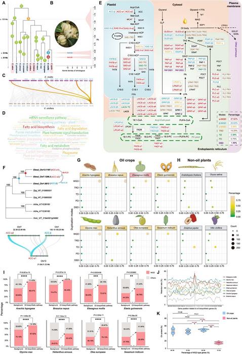 The evolutionary significance of WGDs in oil biosynthesis of oil crops.