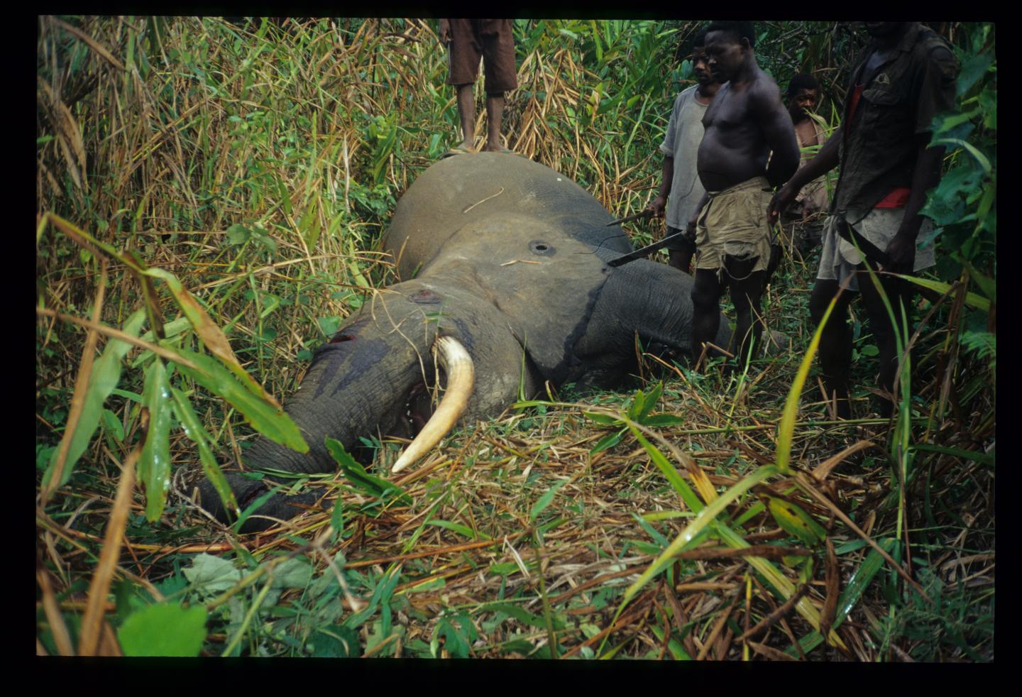 Poachers at Their Kill