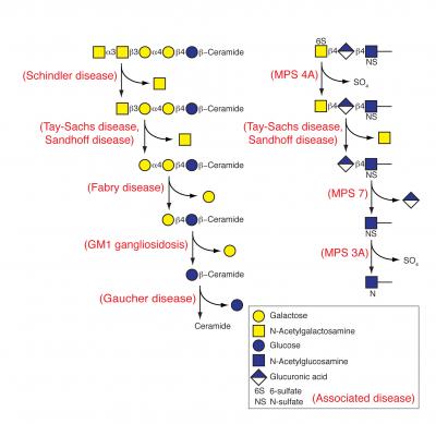 Metabolic Diseases and their Enzymes