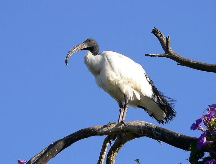 How Sacred Ibis Mummies Provided the First Test of Evolution