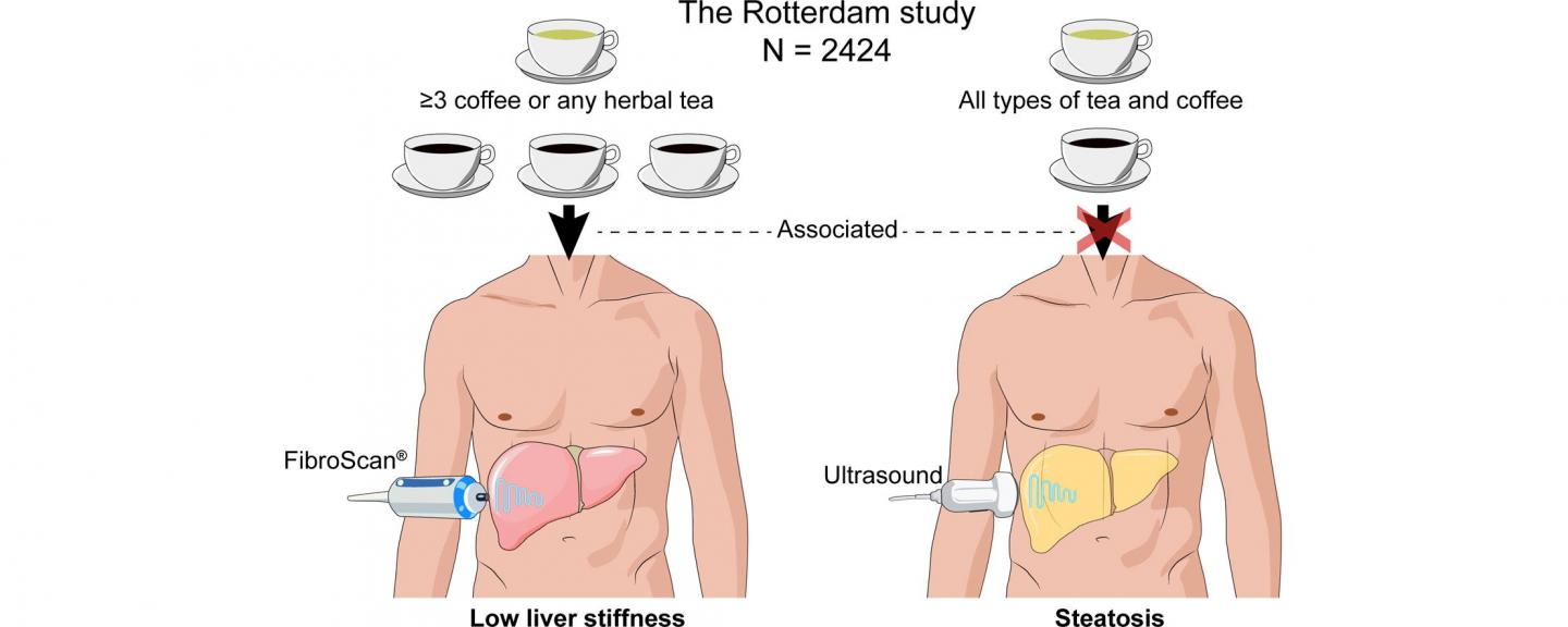 Take a Coffee or Tea Break to Protect Your Liver