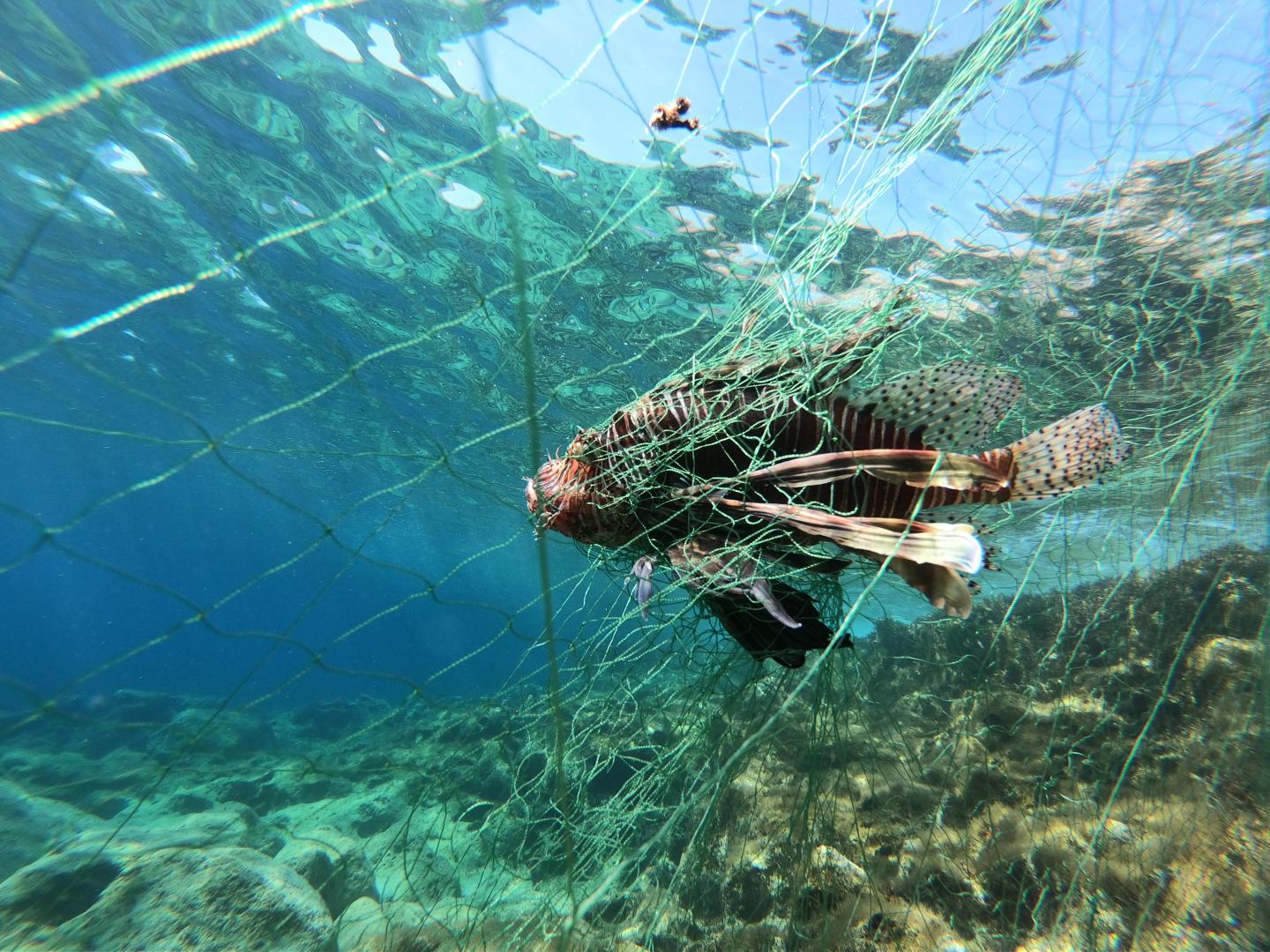 Lionfish in the Mediterranean