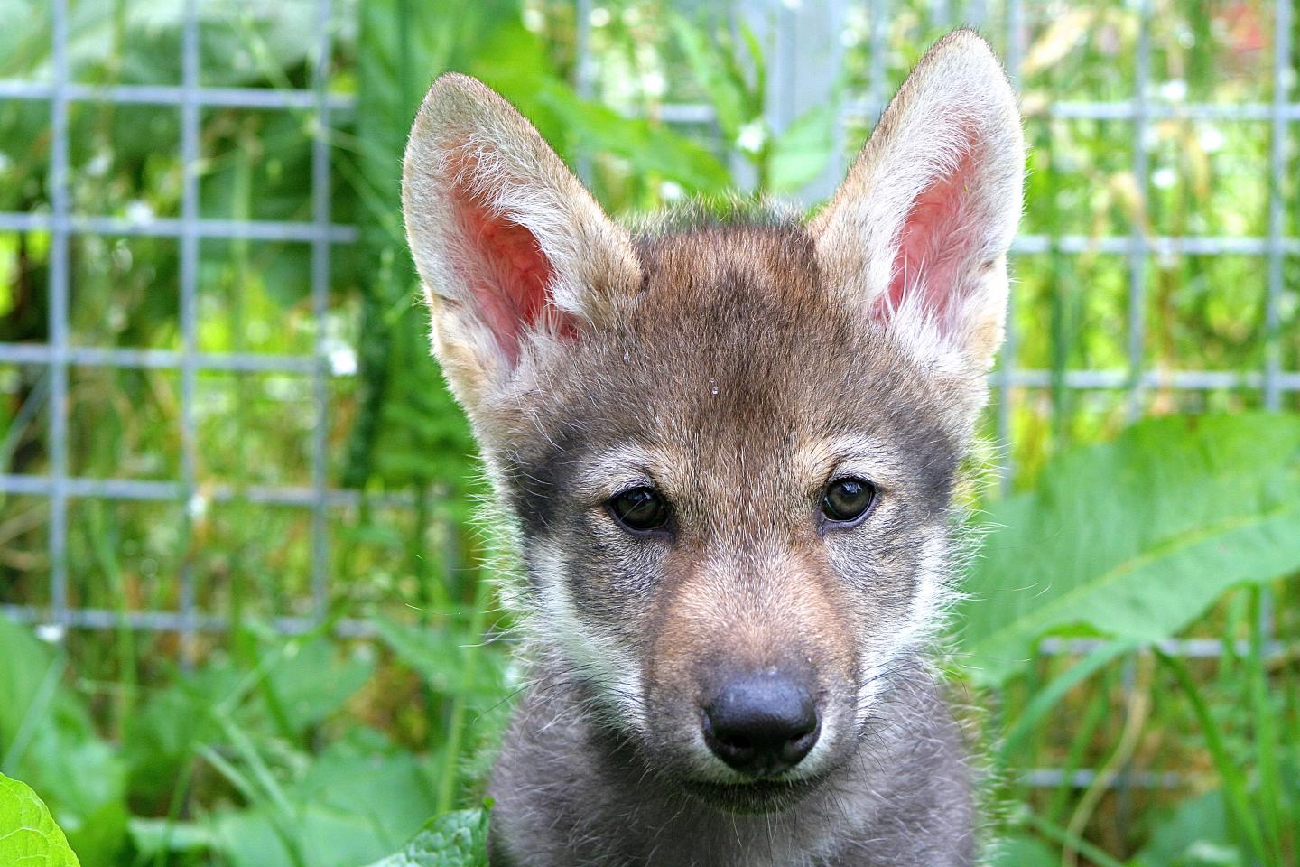 Wolf Puppy Named Flea