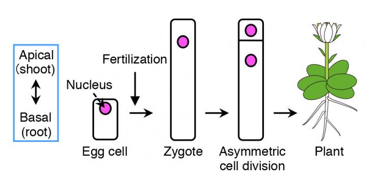 Schematic Diagram of How Plant Cells Undergo Asymmetric Cell Division
