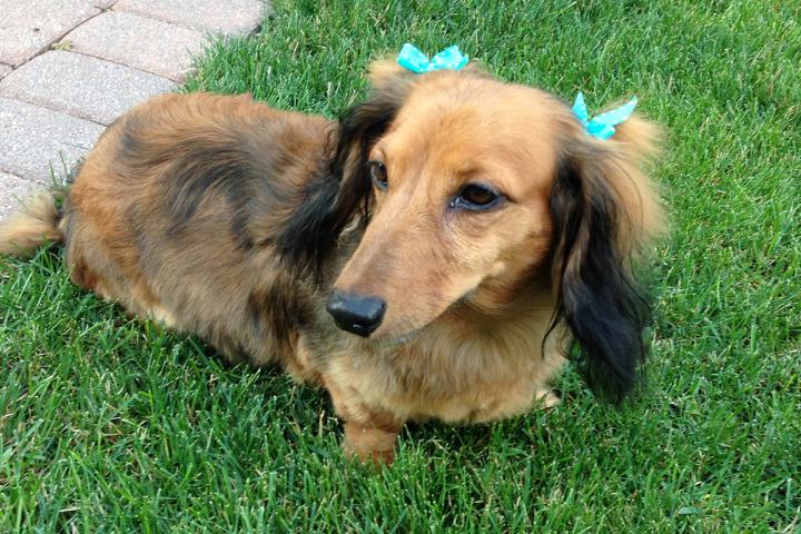 Pretzel the Cancer Survivor